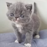 エキゾチックショートヘア
