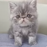 エキゾチックショートヘア