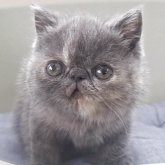 エキゾチックショートヘア