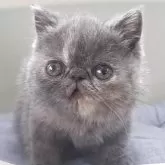 エキゾチックショートヘア