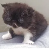 エキゾチックショートヘア