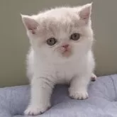 エキゾチックショートヘア