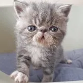 エキゾチックショートヘア