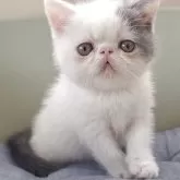 エキゾチックショートヘア