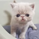 エキゾチックショートヘア