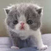 エキゾチックショートヘア