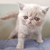 エキゾチックショートヘア