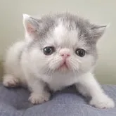 エキゾチックショートヘア