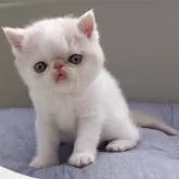 エキゾチックショートヘア【岐阜県・男の子・2025年3月30日・クリームホワイト】の写真5