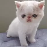 エキゾチックショートヘア【岐阜県・男の子・2025年3月30日・クリームホワイト】の写真6