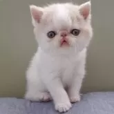 エキゾチックショートヘア【岐阜県・男の子・2025年3月30日・クリームホワイト】の写真7