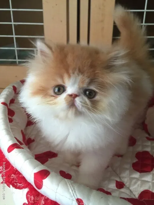 ID：1509-00601の子猫