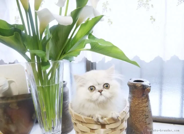 ID:1804-01191の子猫