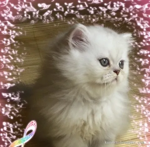 ID:1609-00646の子猫