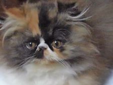 ペルシャ