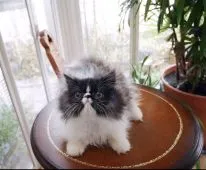 ペルシャ【兵庫県・男の子・2017年8月14日・ブラック&ホワイト】の写真1「エレガントで魅力的な子猫ちゃんです♪」