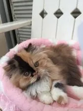 ペルシャ【兵庫県・女の子・2016年11月17日・】の写真1「綺麗なカラーの子猫ちゃん(^_^)」