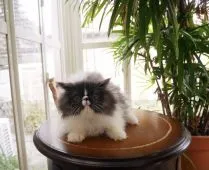 ペルシャ【兵庫県・男の子・2017年8月14日・ブラック&ホワイト】の写真3