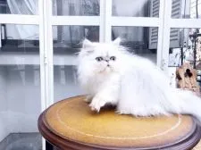 ペルシャ(チンチラ)【兵庫県・男の子・2018年8月7日・チンチラシルバー】の写真3