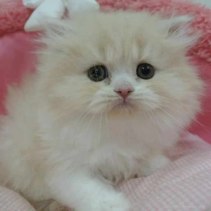 ID：2301-00963の子猫