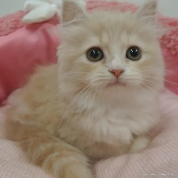 ユミミン 様のお迎えした子猫