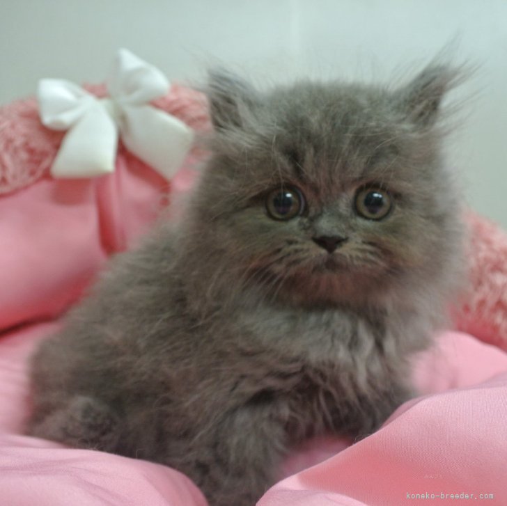 cat_img_1_117630f0fd37.jpg