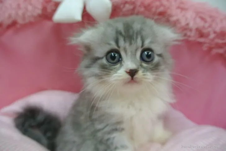 S.O 様のお迎えした子猫