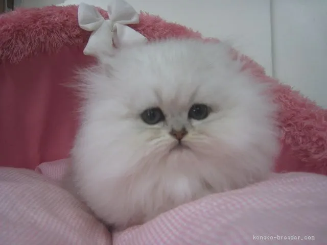 ID：1904-00079の子猫