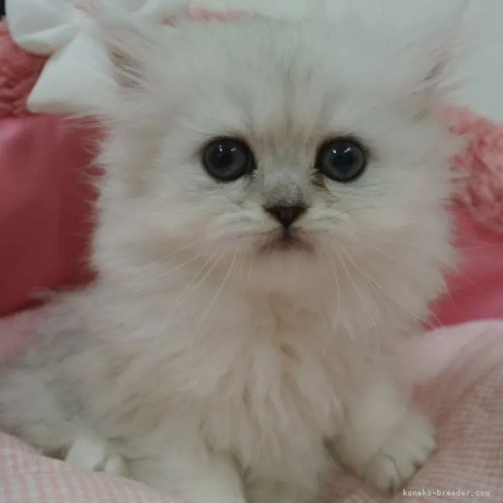 ID：2304-01720の子猫