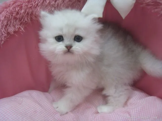 ID：1903-00946の子猫