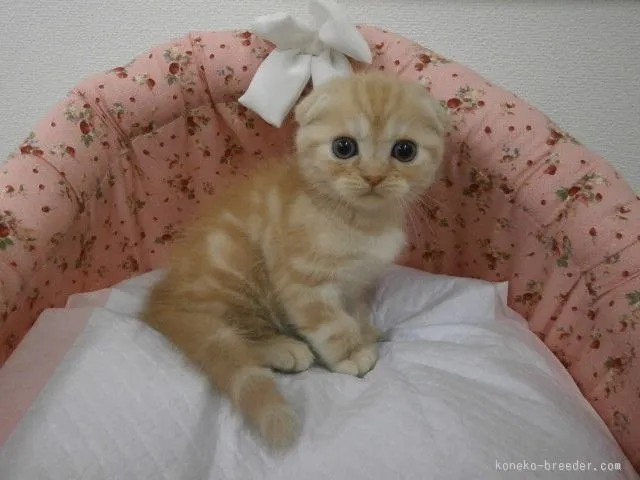 ID:1510-00437の子猫