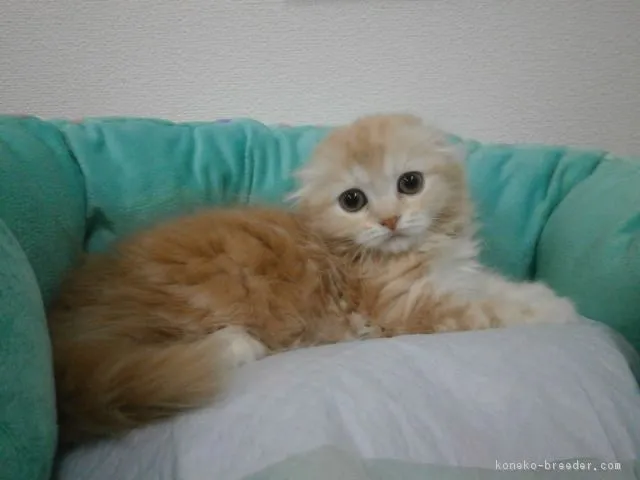 ID：1604-00621の子猫