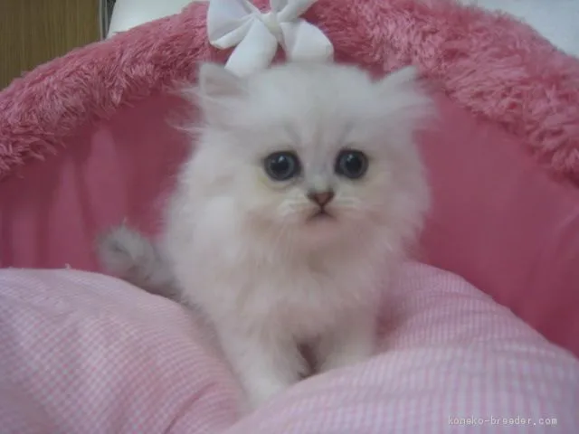 ID：1909-00038の子猫