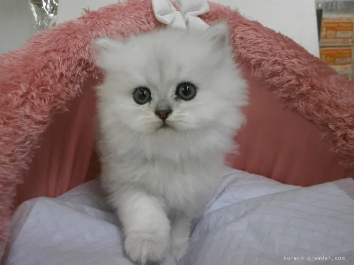 アオ 様のお迎えした子猫
