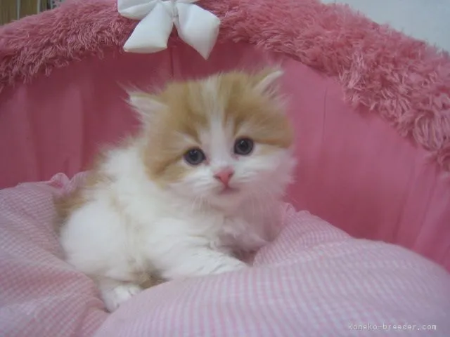 ID:1903-00381の子猫