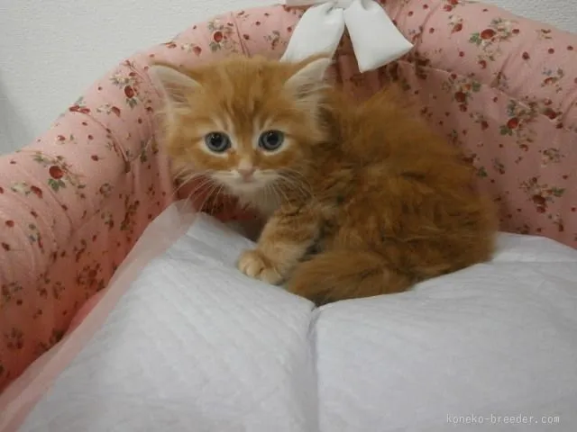 ID：1510-00630の子猫