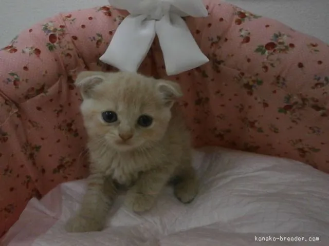 ID：1509-00027の子猫