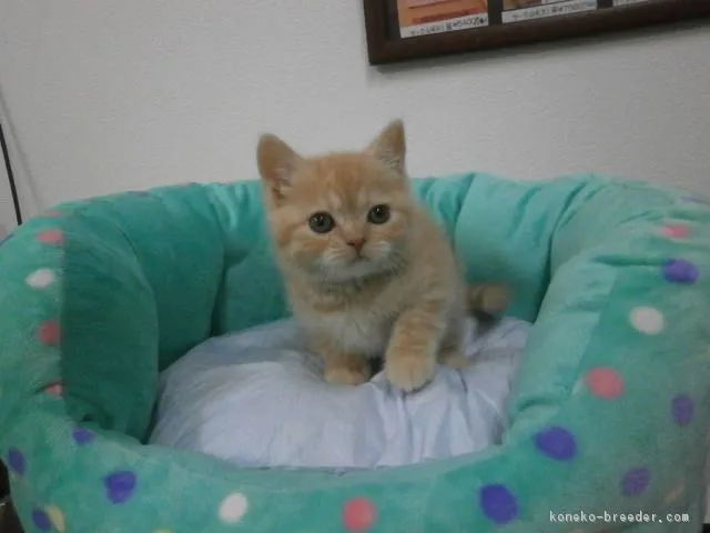 ID:1603-00625の子猫