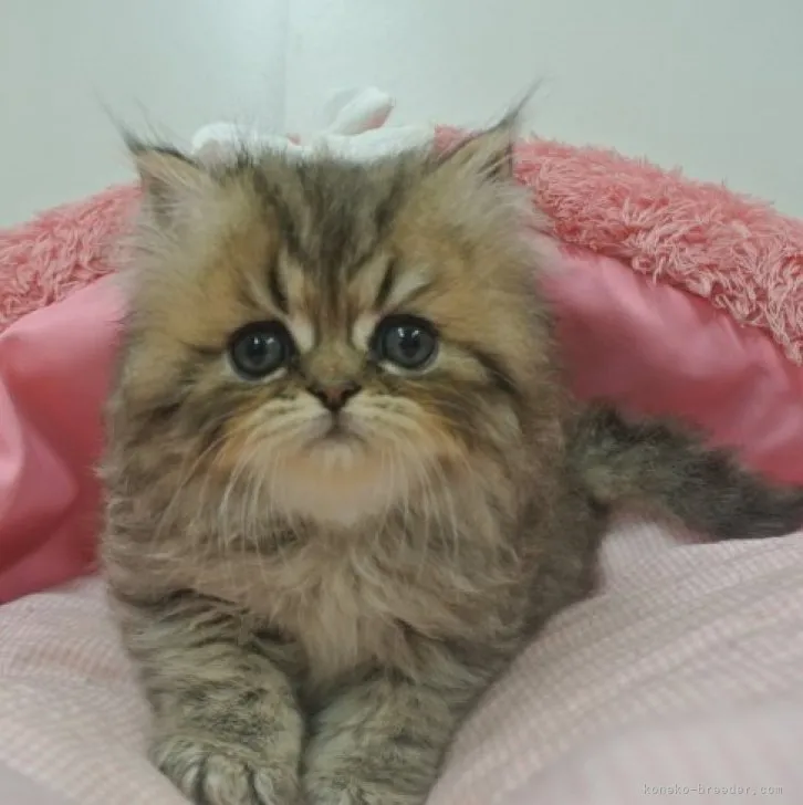 ID:2306-02302の子猫