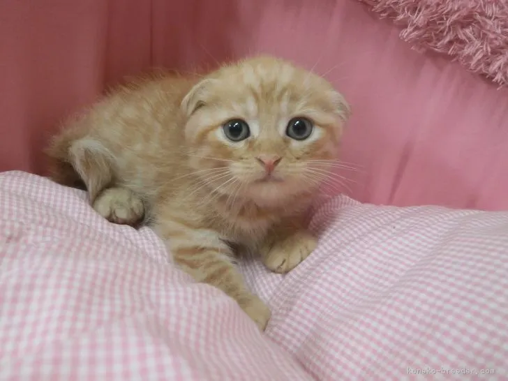 ジュリア 様のお迎えした子猫