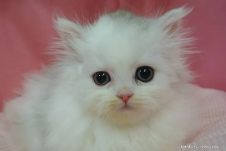 ID:2101-00352の子猫
