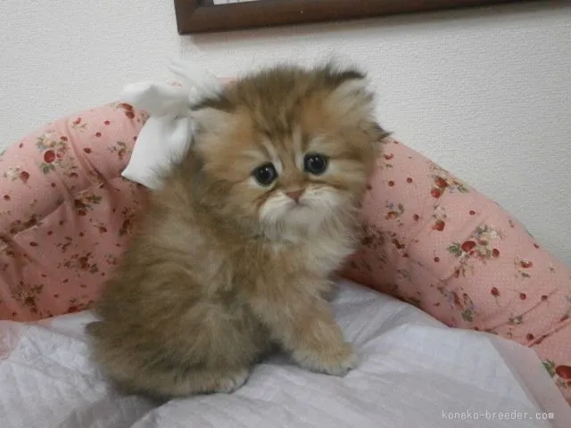 ID：1512-00140の子猫
