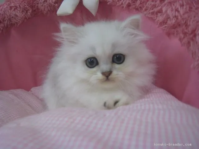 ID:1906-01204の子猫