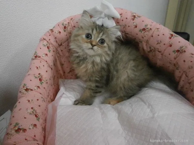 ID:1508-00013の子猫