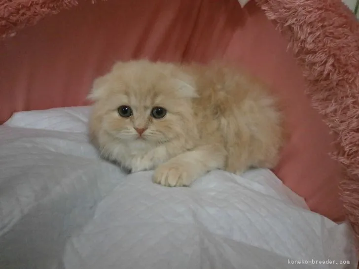 ID:1704-00319の子猫