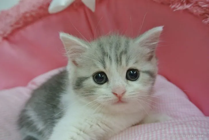 ID：2107-00049の子猫