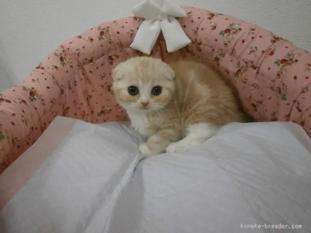 ID：1510-00615の子猫