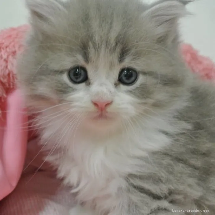 ID:2303-03090の子猫