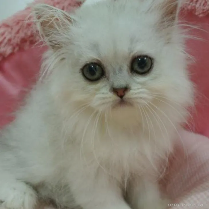 ID:2209-00171の子猫