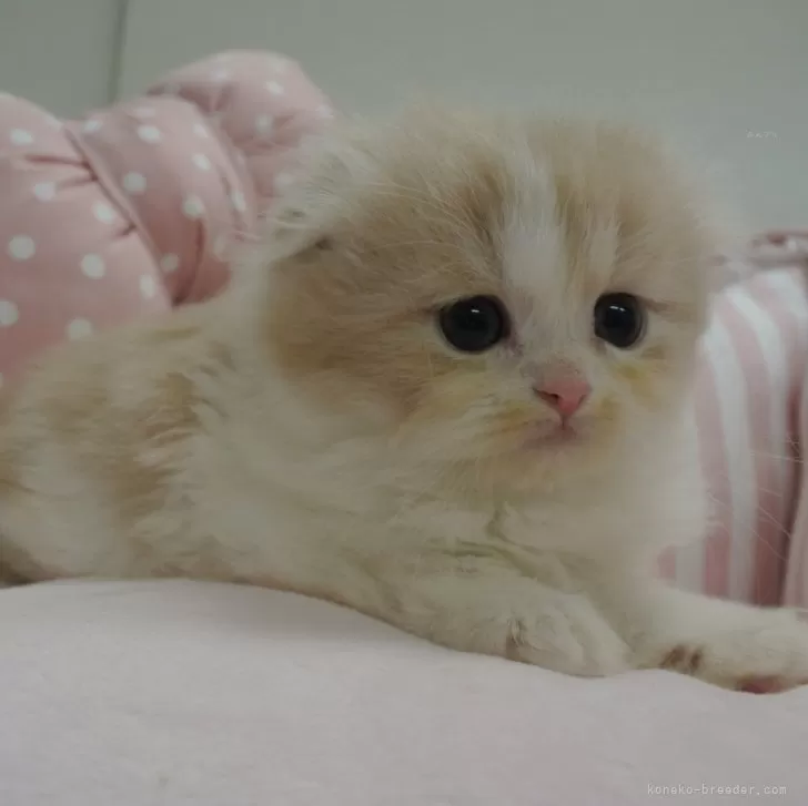ID：2411-02850の子猫